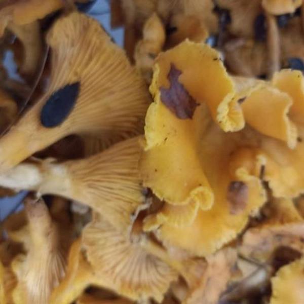 А это результат сборов в Сергиево-Посадском районе | Источник: Алла Антонюк-Галицкая / Грибы в Подмосковье 2025 / VK.com