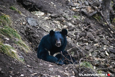 В Сарове медведи участили выходы к людям