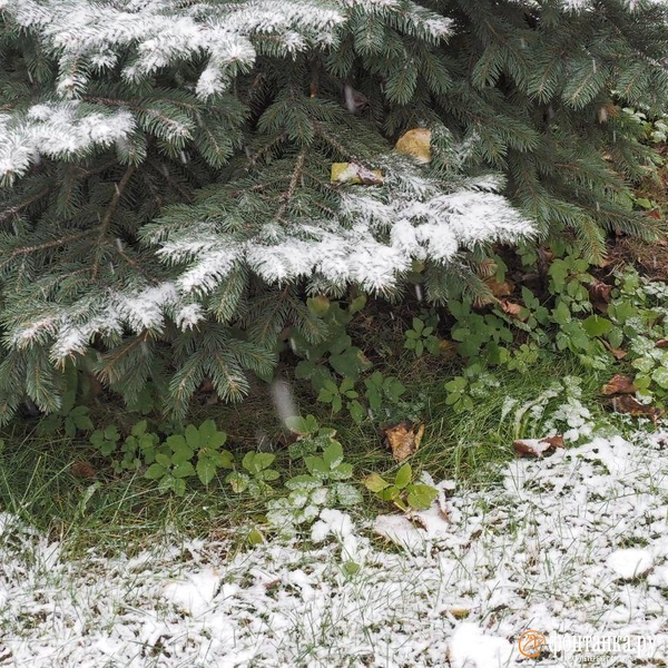 Источник: Михаил Огнев / «Фонтанка.ру»