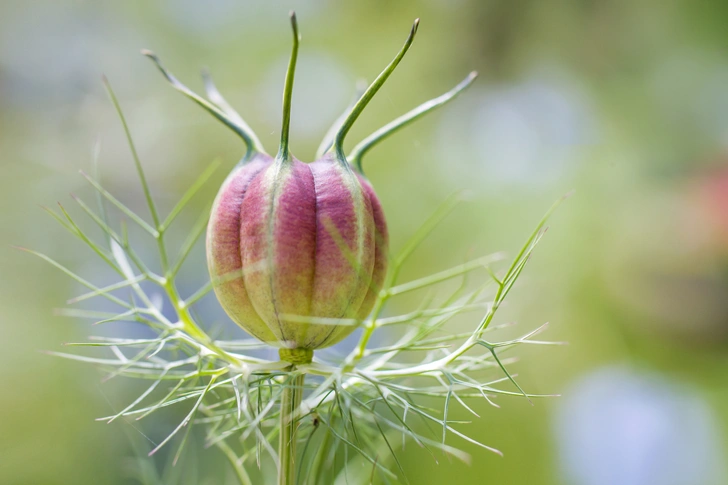 Nigella sativa, чернушка посевная: растение от коронавируса