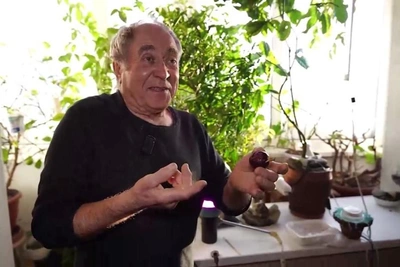 Siberian cultivates exotic fruits like passionfruit and 300-gram mandarins at home