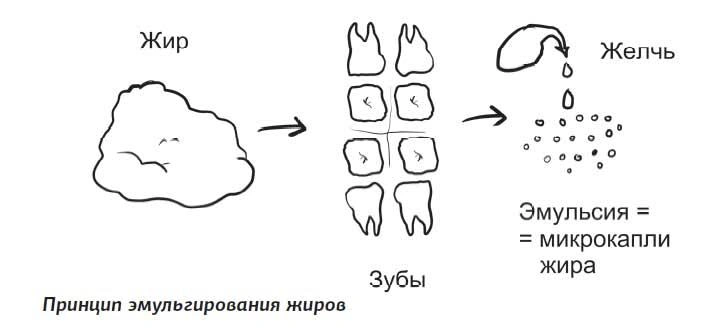 Что такое желчь и как она отмывает посуду и желудок от жира