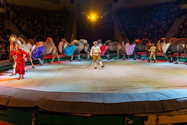 Целый караван верблюдов | Источник: circus-perm.ru