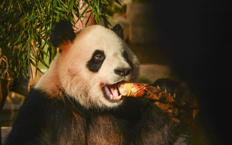 Панда из зоопарка Ханчжоу отмечает день рождения