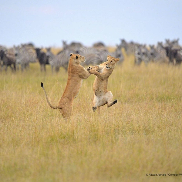 Источник: Comedy Wildlife Photography Awards