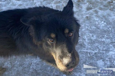 Более 60 амурчан наказаны за нарушения при выгуле собак