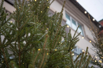 Оттепель или морозы на новогодние каникулы в Алтайском крае?