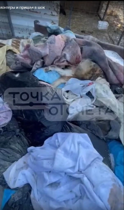 Трупы собак в приюте Ксении Завадской прикрыли мешками | Источник: стоп-кадр с видео Astv.ru