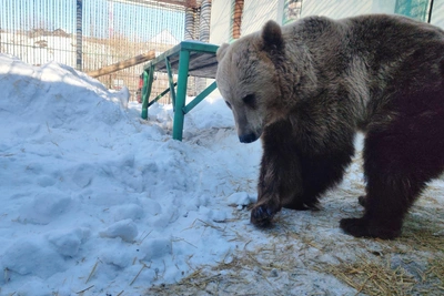 «Первые всадники весны»: медведи вышли из спячки
