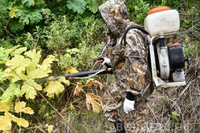 В Вологде обработают более 70 га от борщевика в 2026 году