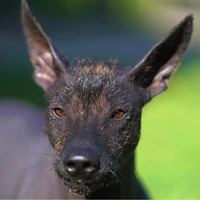 10 самых древних пород собак в мире: некоторые — старше 14000 лет