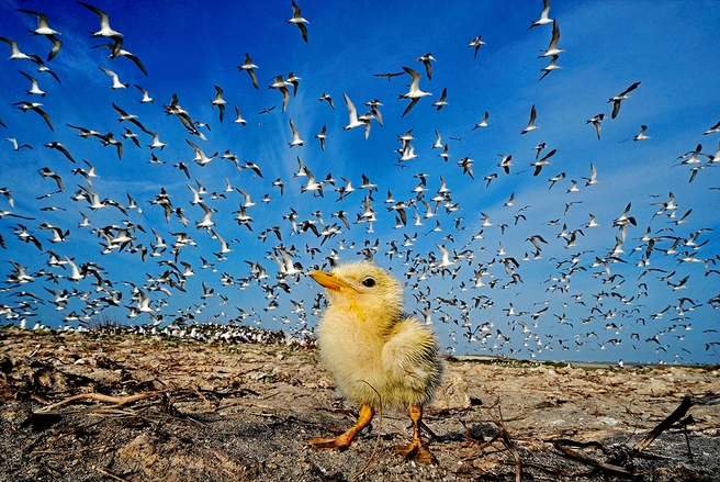 Источник: Lalith Ekanayake / bigpicturecompetition.org