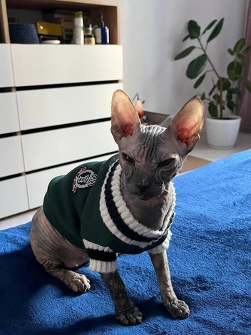 «Фисташка хочет видеть пирамиды, а не вот это вот всё!» | Источник: читательница NGS24.RU Tatyana