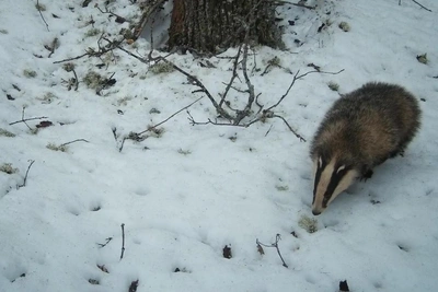 Барсуки в Окском заповеднике вышли из спячки