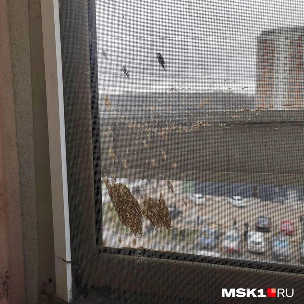 Источник: Михаил Мечев / MSK1.RU