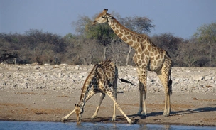 Почему у жирафов такие длинные ноги? Попробуйте угадать настоящее предназначение 2-метровых конечностей