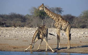 Почему у жирафов такие длинные ноги? Попробуйте угадать настоящее предназначение 2-метровых конечностей