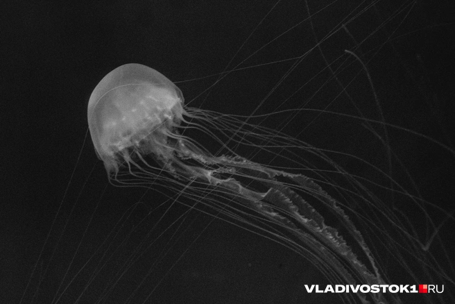 Источник: Елена Буйвол / VLADIVOSTOK1.RU