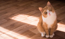 В Университете Ивате выяснили, почему запах кошачьих меток такой въедливый