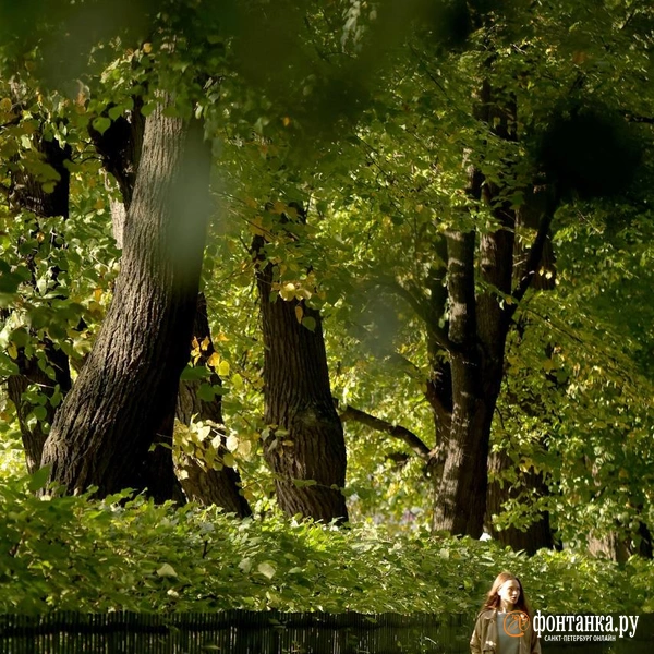 Источник: Дарья Драй / FONTANKA.RU