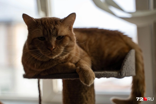 Этот рыжик&nbsp;— один из самых важных и деловых постояльцев приюта | Источник: Илья Чикотин / 72.RU