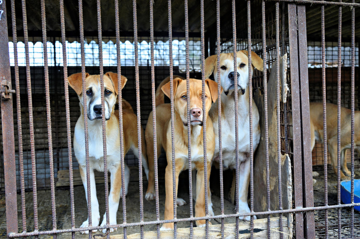 В Корее готовят закон, который запретит выращивать собак на мясо. Кто выступает против?