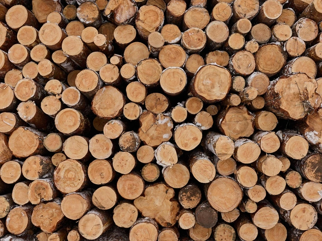 Получить лицензию на самостоятельную вырубку ели в лесу невозможно — в продажу поступают только деревья, заготовленные официально. | Источник: Александр Ощепков / NGS.RU