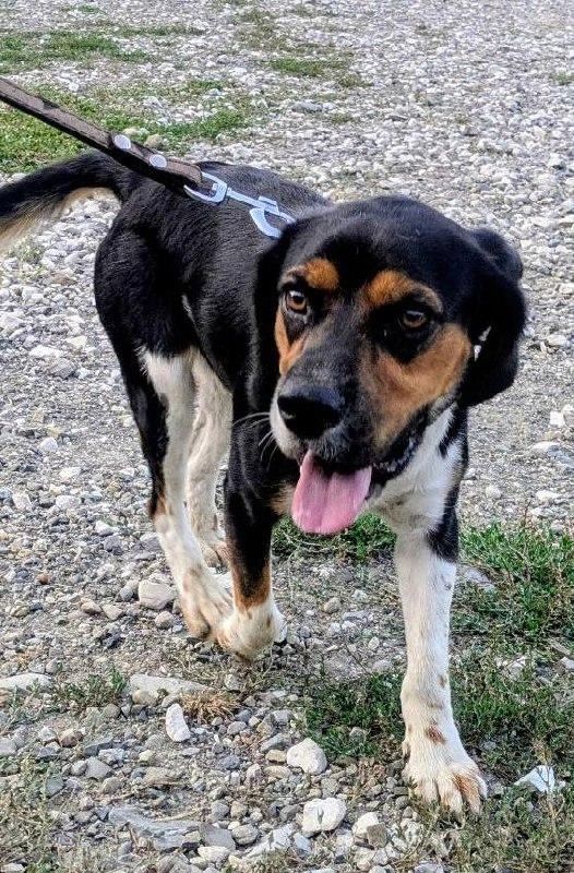 Пса на самом деле зовут Тайсон, и он не был брошен — он потерялся | Источник: Пресс-служба аэропорта Сочи