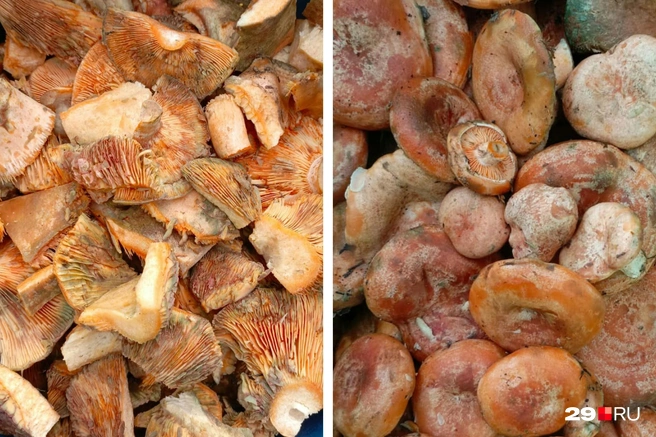 С таким урожаем можно сделать много блюд. Но самое простое — пожарить | Источник: Вероника, читательница 29.RU