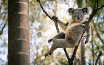 Ученые развеяли миф о коалах