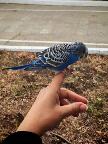 Попугаю тоже захотелось посетить открытие стадиона | Источник: администрация Оренбурга