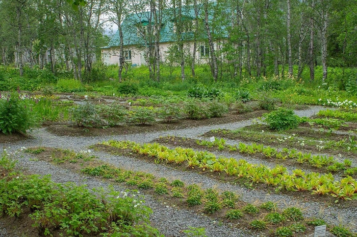 Полярно-альпийский ботанический сад имени Н. А. Аврорина, Кировск, Мурманская область | Источник: The-city-not-present, CC BY-SA 4.0, via Wikimedia Commons