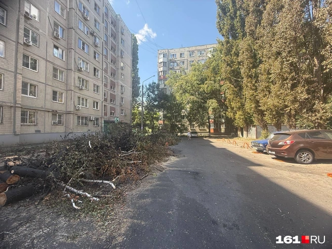 Ветки сгоревших деревьев распилили, но пока не вывезли | Источник: Марина Рыбалкина / 161.RU