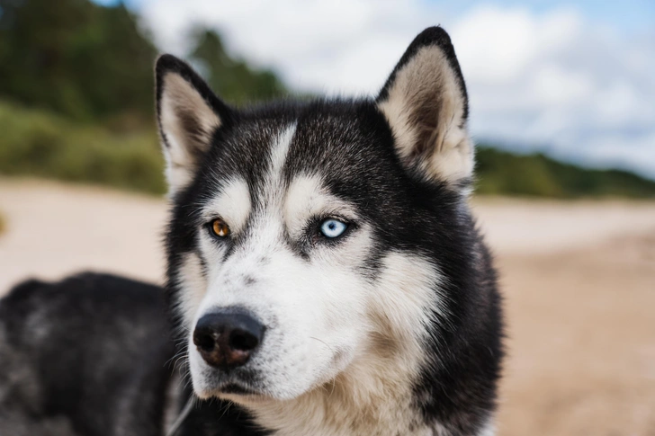 Тайны происхождения домашних собак: что говорят древние черепа и геномы
