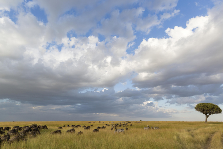 Дети дождя: как «шестое чувство» помогает антилопам гну в поисках новых пастбищ