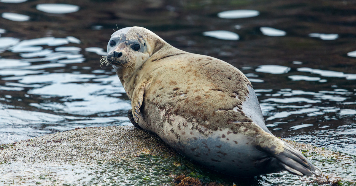 Сохранение популяции ларги тюленя