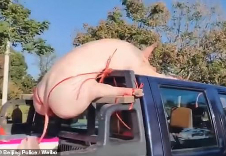 В Китае водитель провёз на крыше машины свинью «в стрингах». Такие традиции перед помолвкой (видео)