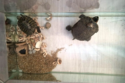 Черепахе ищут хозяина после нападения самца