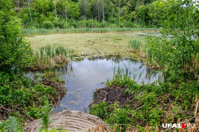 Жаль, фото запах не передает | Источник: Булат Салихов / UFA1.RU