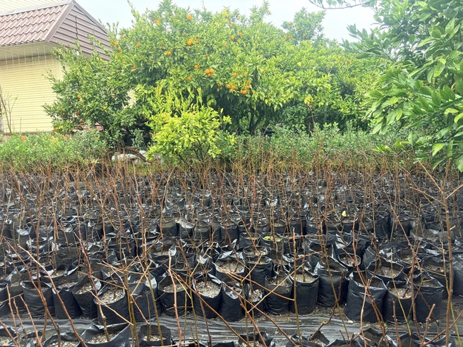 Саженцы готовы к высадке в сочинские сады  | Источник: Анна Грицевич / SOCHI1.RU