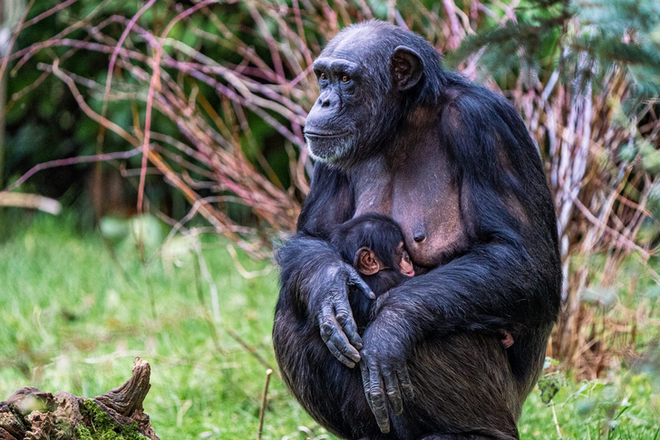 В Честерском зоопарке родился самый редкий в мире шимпанзе — посмотрите, как выглядит малыш