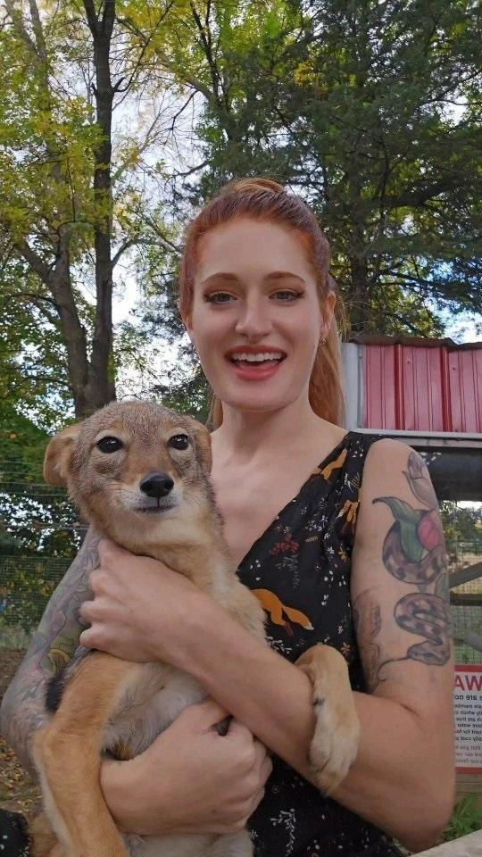 Источник: saveafox_rescue / Instagram (соцсеть запрещена на территории РФ)