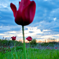 Аватарка Ne_skazhu