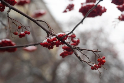 February in Krasnoyarsk to Stay Cold with Little Sun