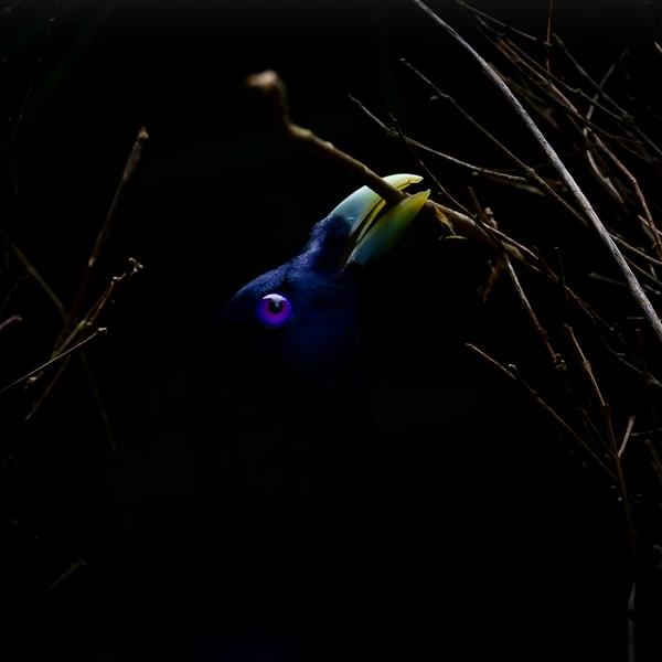 Финалист в номинации «Поведение птиц» | Источник: Georgina Steytler / Wildlife Photographer of the Year 2025