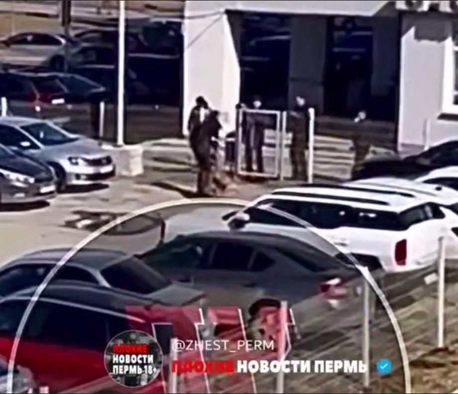 Охранник увидел, как бойцовские собаки рвут человека у проходной пермского завода, и умер — официальный комментарий 