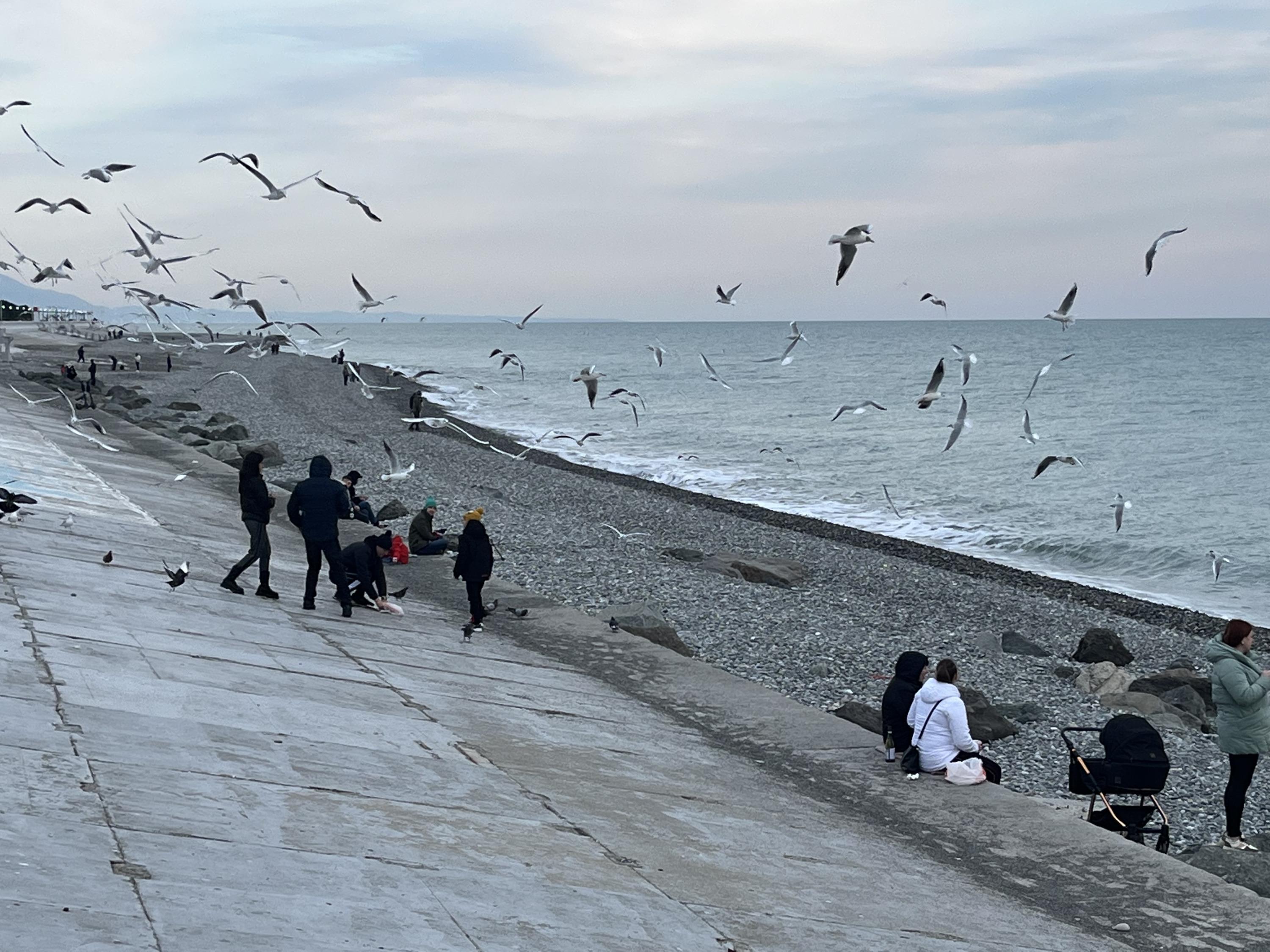 Чем заняться на курорте в Сочи в декабре, куда пойти когда дождь в Сочи -  11 декабря 2023 - 45.ру