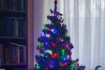 Волгоградцы наряжают елки к Новому 2026 году