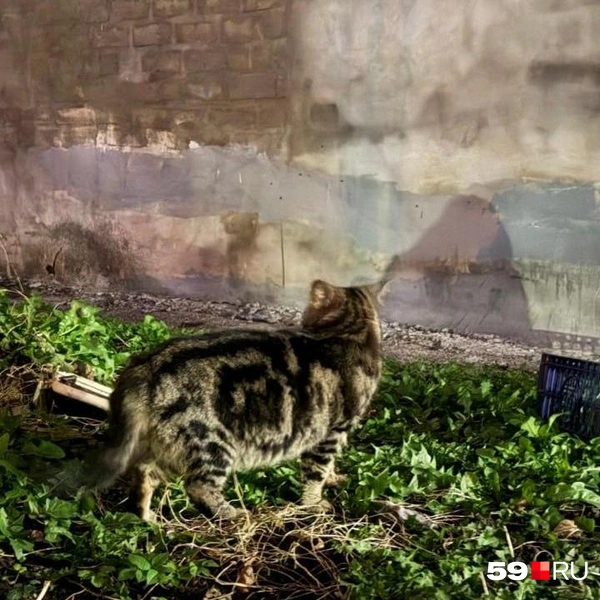 Источник: читатель 59.RU Ринат