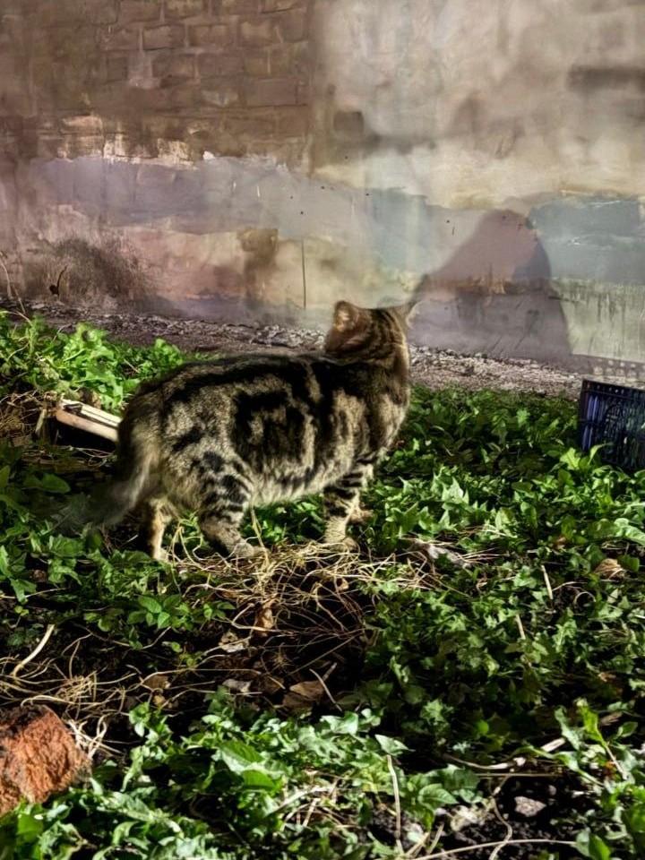 В Закамске ищут хозяев красивого кота с мраморным окрасом — он несколько дней ходит по местным двор…